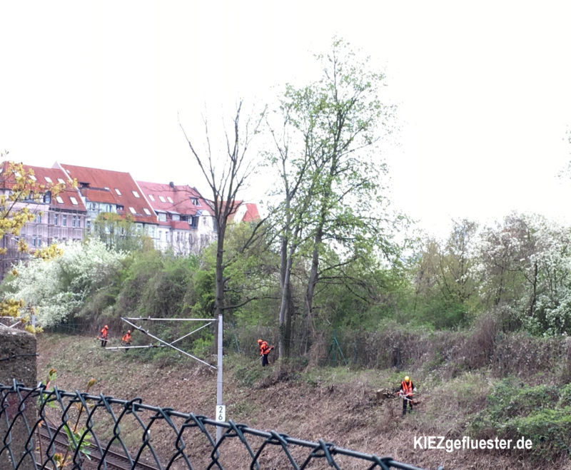 Kahlschlag an den Gleisen – kaum Grün mehr an Gleisen in Gohlis