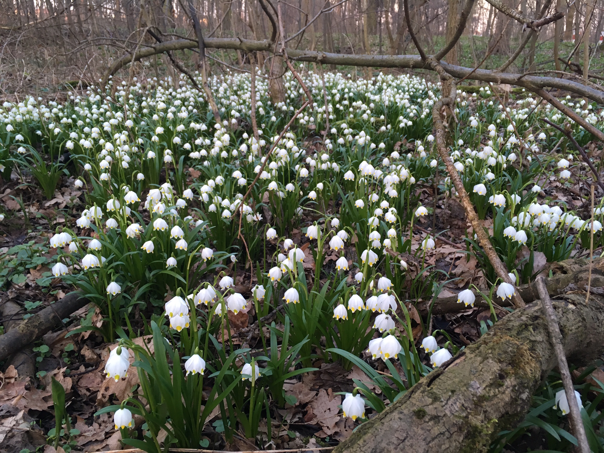 Frühlingszeit – Märzenbecher und Bärlauch im Rosental